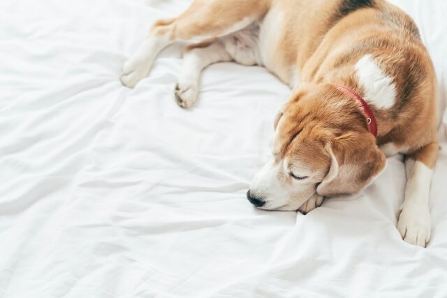 AdobeStock_231783346