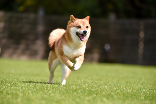 pixta_64856549_M