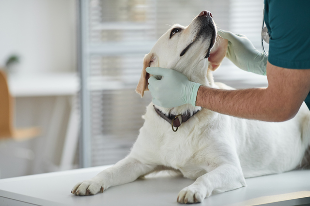 Caring Veterinarian Examining Dog at Vet Clinic